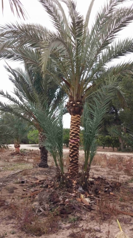 Date palm brushed trunk 2