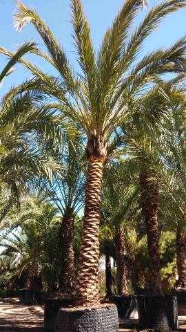 Date palm brushed trunk 3