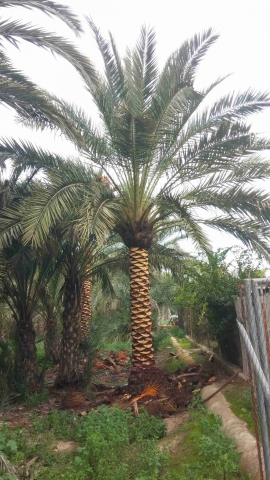 Tronc brossé palmier dattier 4