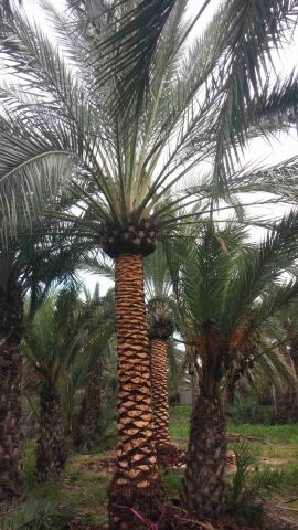 Date palm brushed trunk 5