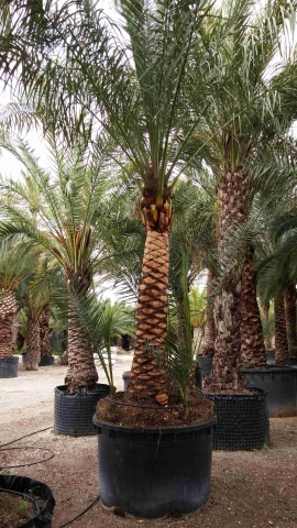 Date palm brushed trunk 6