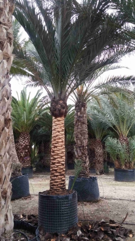 Date palm brushed trunk 7