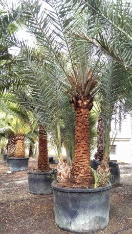 Date palm brushed trunk 8