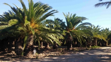 Palmier Canaries dans motte de racines 2