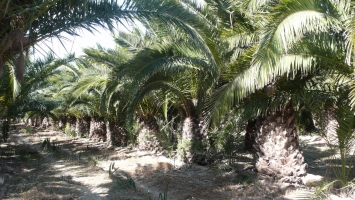 Palmier Canaries dans motte de racines 4