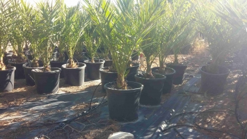Potted in vitro palm 1