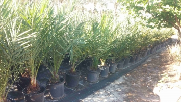 Potted in vitro palm 3