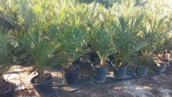 Potted in vitro palm 4
