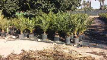 Potted in vitro palm 5