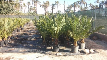 Potted in vitro palm 6