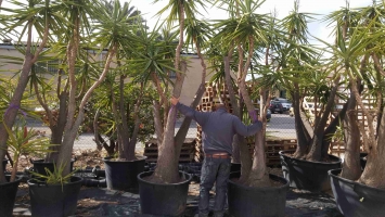 Yucca Elephantipes in pot 1