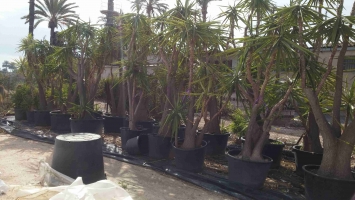 Yucca Elephantipes in pot 2