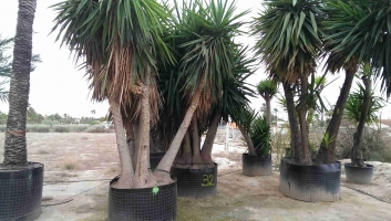 Yucca Elephantipes in pot 3
