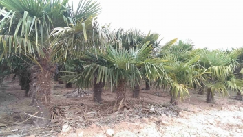 Trachycarpus fortunei in zolla 3